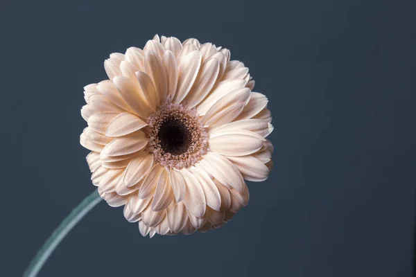 Dekoratif Gri Arka Planda Taze Pembe Krem Gerbera Çiçekleri Stok Fotoğraf