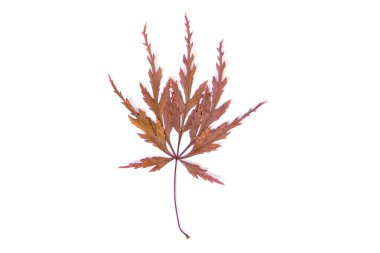Beyaz arkaplan görünümünde bir kuru akçaağaç yaprağı