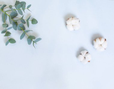 Mavi arka planda okaliptüs ve pamuk topları