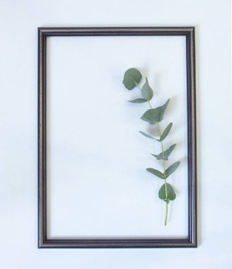 okaliptüs ve pamuk topları mavi arkaplanda bir fotoğraf çerçevesi içinde