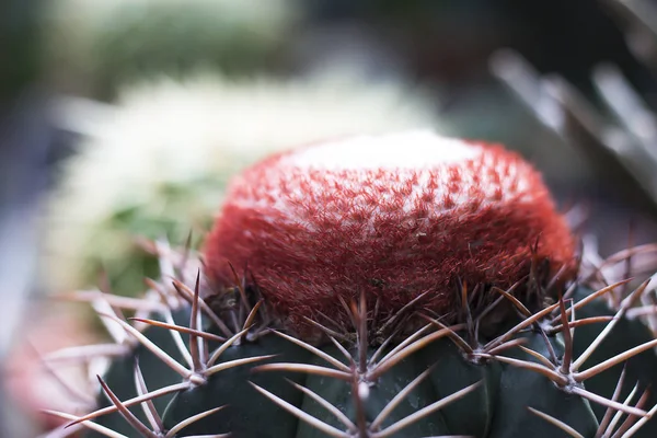 Stock image selective focus with copy space of Melocactus mantanzanus.