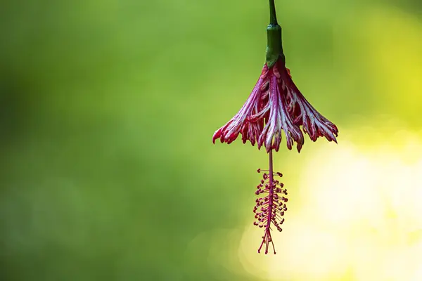 Fransen-Hibiskusblüten im Garten. — Stockfoto