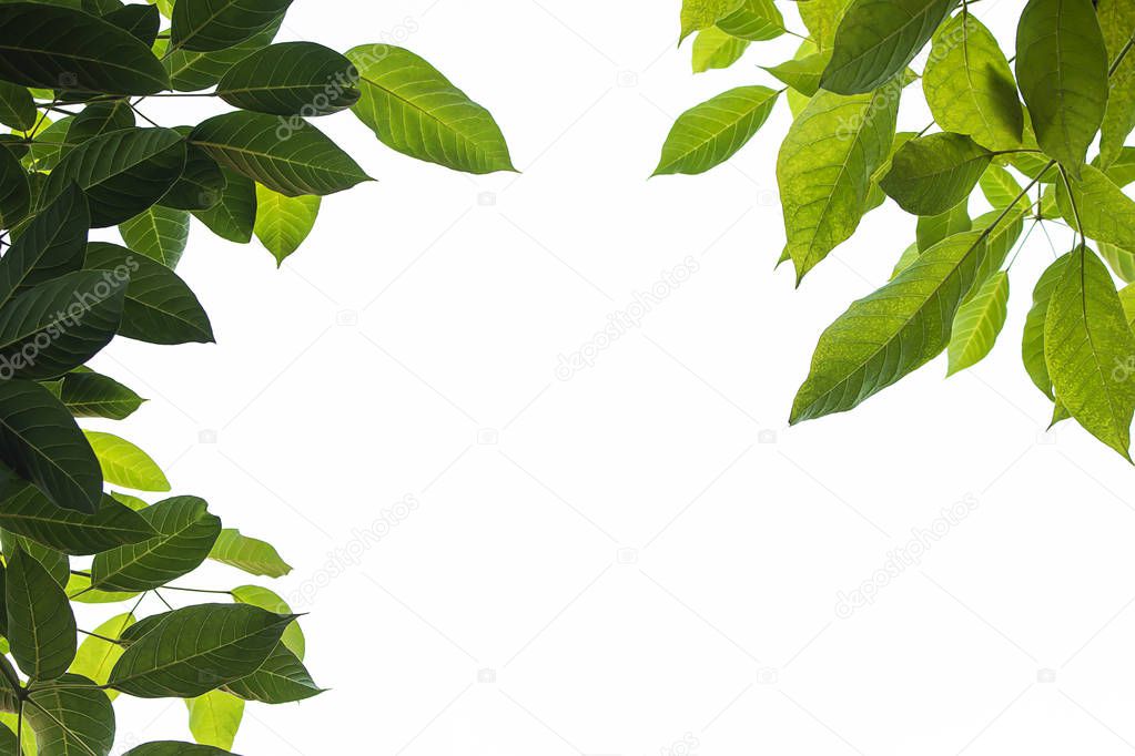 Light and dark leaves on a white background.
