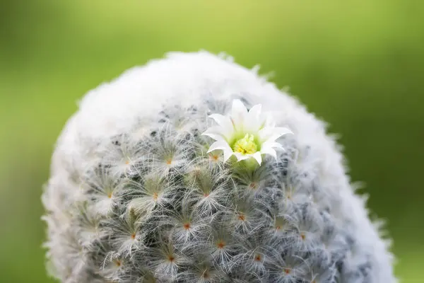 美丽的仙人掌花在树上，有柔软的白色毛皮. — 图库照片