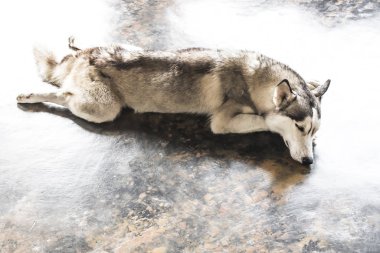 Sibirya Husky Köpek Uykusu.