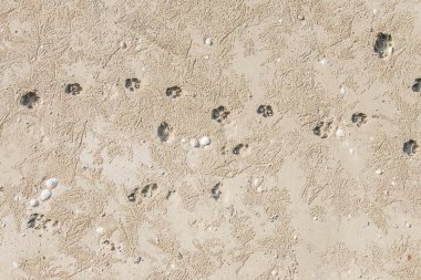 Kumsaldaki köpek ayak izleri..