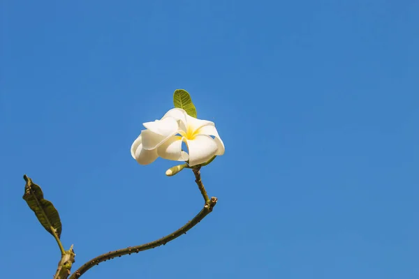 Hintergrund des Pflaumenbaums (frangipani). — Stockfoto