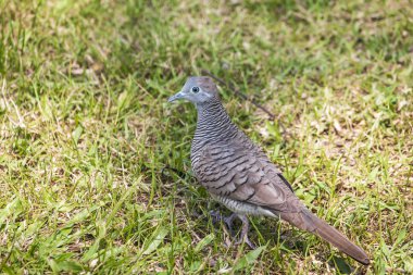 Kuşlar çayırda yürür.