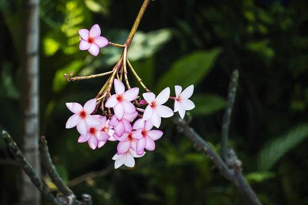 Тло дерева Plumeria (frangipani) . — стокове фото