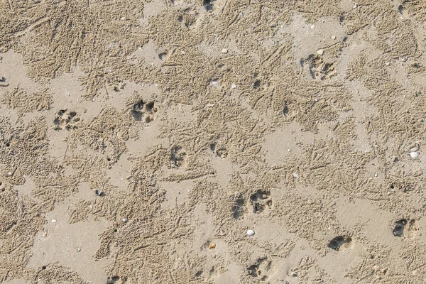 Dog footprint on the beach. — 스톡 사진