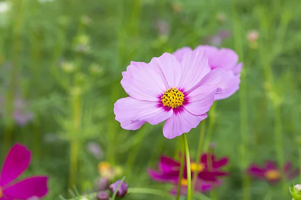 Pink cosmos flower, yellow pollen in the garden. — Stock Photo, Image