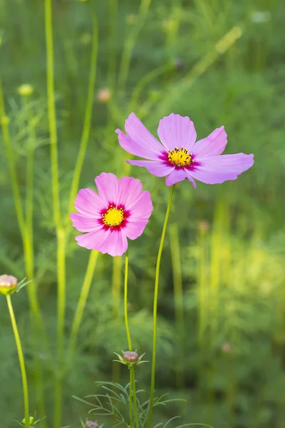 Pink cosmos flower, yellow pollen in the garden. — Stock Photo, Image