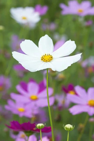 Many colorful cosmos flowers in the garden. — Stock Photo, Image