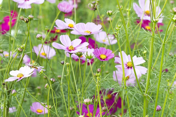 Many colorful cosmos flowers in the garden. — Stock Photo, Image