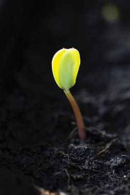 Tohumdan filizlenen filizler.