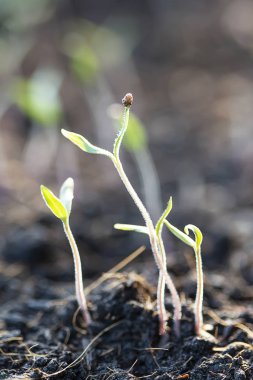 Tohumdan filizlenen filizler.