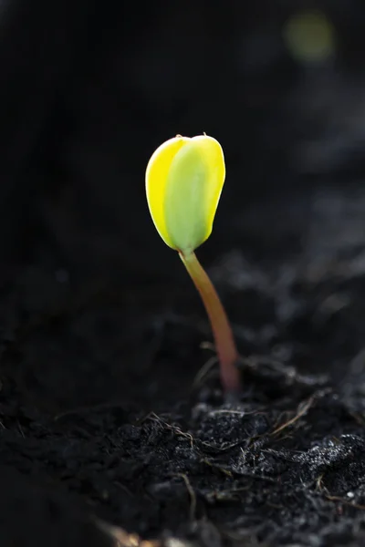 Tohumdan filizlenen filizler.