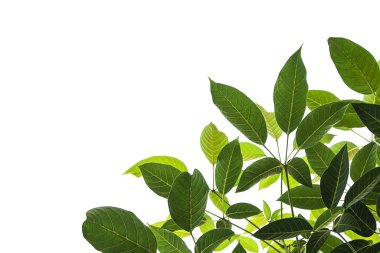 Beyaz arkaplanda açık ve koyu yapraklar.