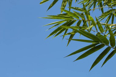 Mavi gökyüzünde bambu yaprakları.