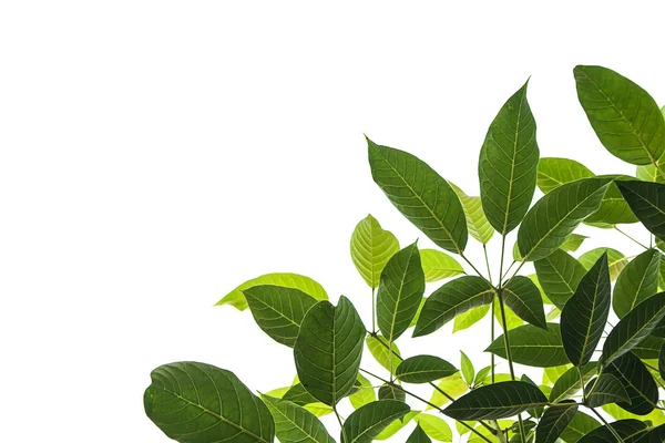 Beyaz arkaplanda açık ve koyu yapraklar.