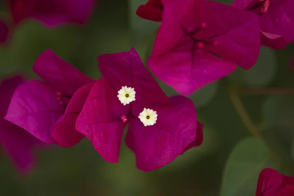 Beautiful pink bougainvillea flowers in the garden, focus on the — 스톡 사진