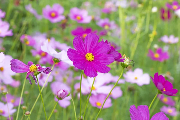 Colorful cosmos flower field mixed with old and new flowers. — Stock Photo, Image