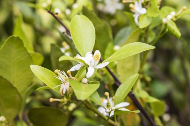 Bahçede çiçek açan portakal ağaçları