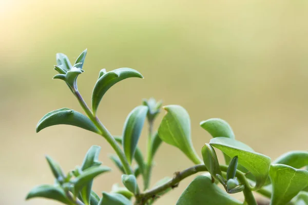 Dolphin Succulents bitki (Senecio peregrinus) Yunus kolyesi