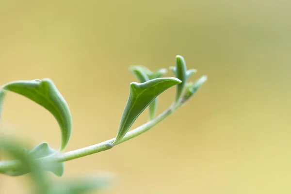 Delphin Sukkulenten Pflanze Senecio Peregrinus Delphin Halskette — Stockfoto