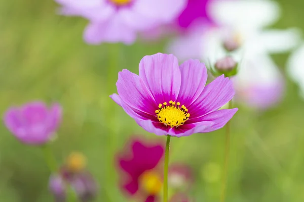 Pink Cosmos Flower Yellow Pollen Garden — Stock Photo, Image