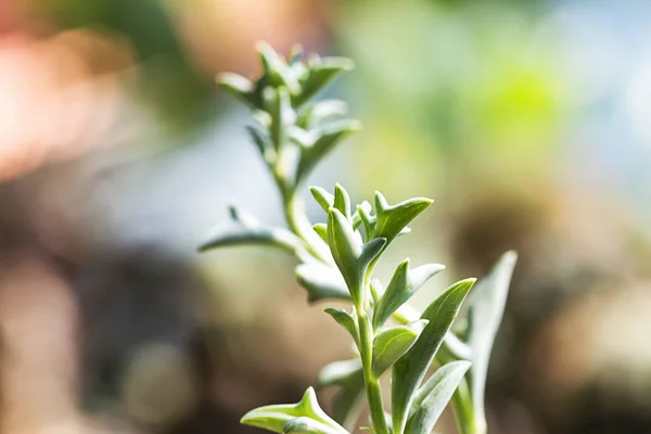 Dolphin Succulents bitki (Senecio peregrinus) Yunus kolyesi