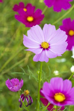 Colorful cosmos flower field mixed with old and new flowers clipart