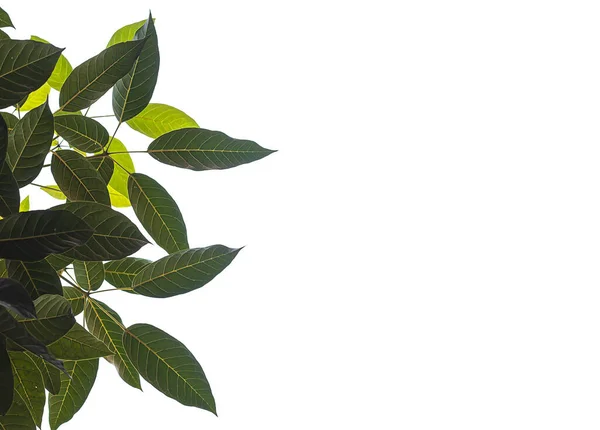 Beyaz arkaplanda açık ve koyu yapraklar