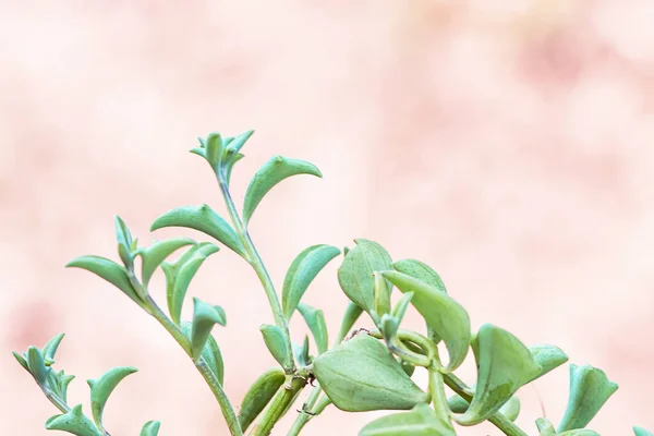 Dolphin Succulents bitki (Senecio peregrinus) Yunus kolyesi
