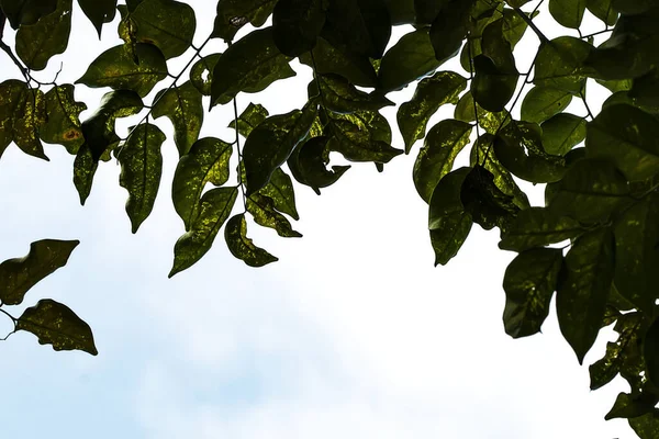 Liście Chore Owadów Roślin Tłem Jest Niebo — Zdjęcie stockowe
