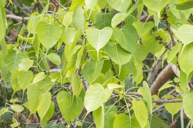 Güzel yeşil yapraklar Bodhi Ağacı