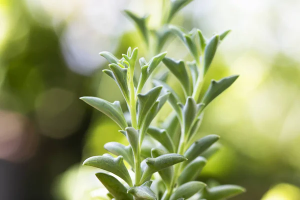 Dolphin Succulents bitki (Senecio peregrinus) Yunus kolyesi