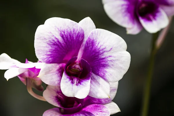 Vacker Lila Orkidé Trädgården — Stockfoto