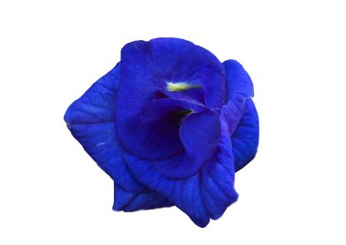 Güzel Anchan çiçekleri organik bir bahçede