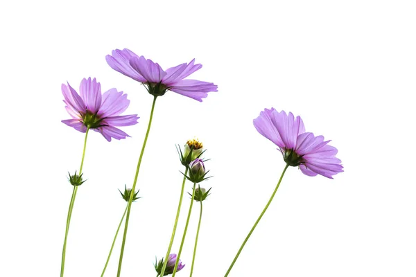 Mor kozmos çiçekleri beyaz zemin üzerine