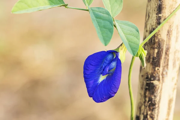 Güzel Anchan çiçekleri organik bir bahçede