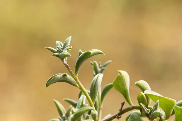 Dolphin Succulents bitki (Senecio peregrinus) Yunus kolyesi