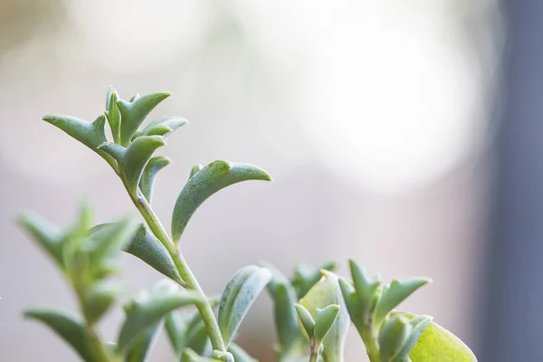 Dolphin Succulents bitki (Senecio peregrinus) Yunus kolyesi