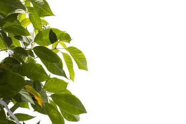 Beyaz arkaplanda açık ve koyu yapraklar