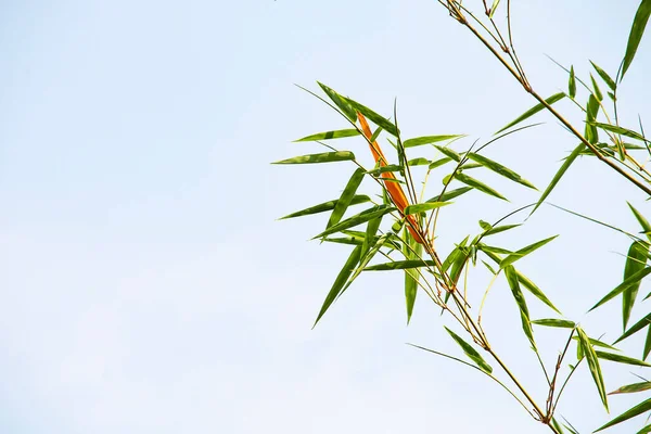 Bamboe Bladeren Die Blauwe Lucht Bedekken — Stockfoto