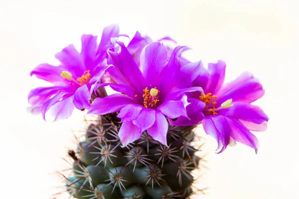 Flores Cacto Roxo Uma Árvore Espinhosa Com Fundo Branco Concentre — Fotografia de Stock