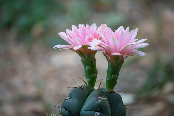 Belas Flores Cacto Rosa Jardim — Fotografia de Stock