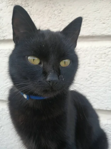 Beautiful Black Cat Looks Forward Interest Outdoors — Stock Photo, Image