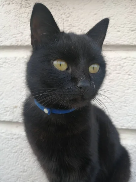 Bonito Preto Gato Olhando Para Frente Olhando Livre — Fotografia de Stock