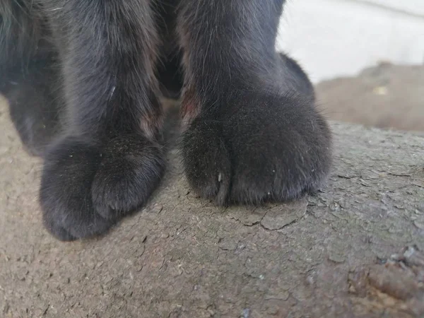 Mooie Kattenpoten Een Houten Stronk Buiten — Stockfoto